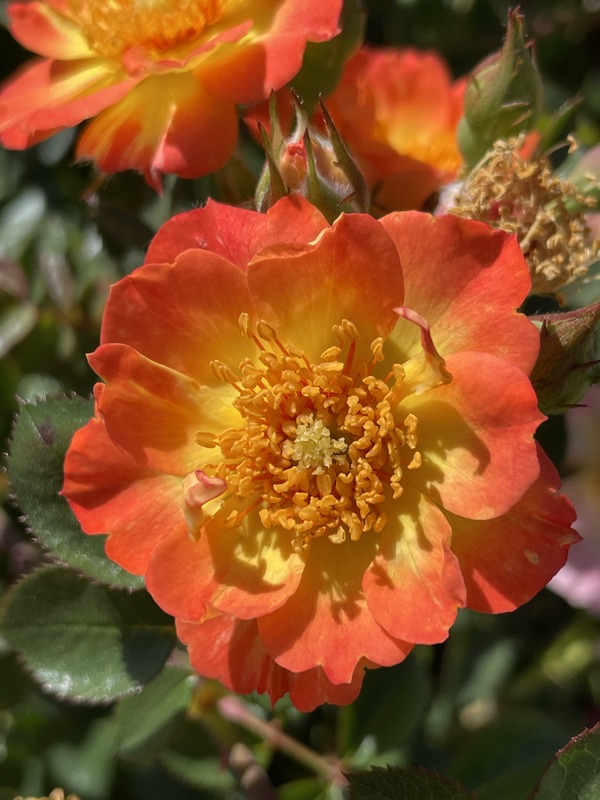 'The Parker Rose' rose photo