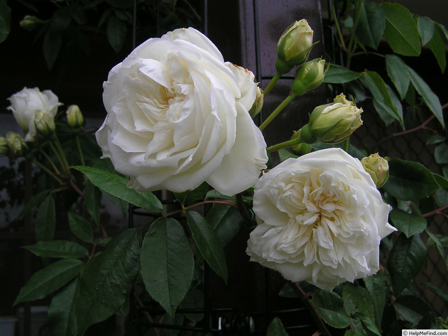 'Lamarque (noisette, Maréchal, 1830)' rose photo