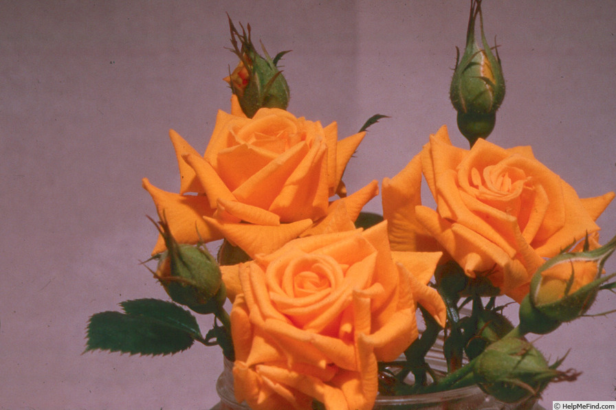 'Antique Gold' rose photo