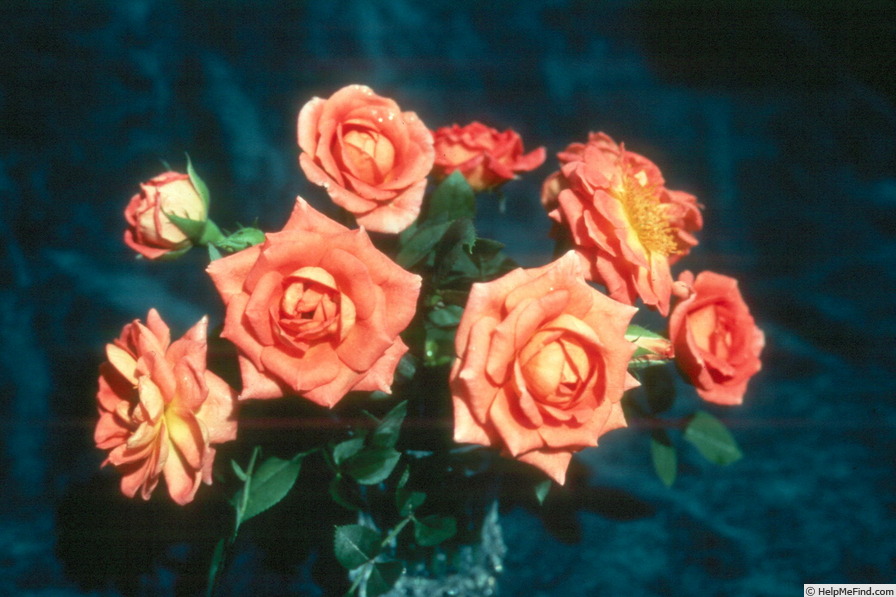 'Apricot Doll' rose photo