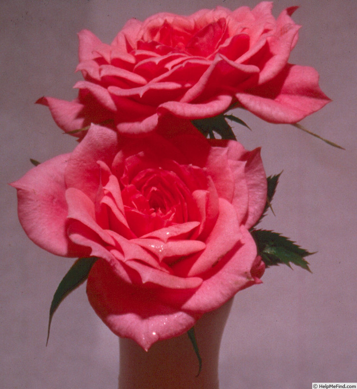 'Dainty Bouquet ™' rose photo