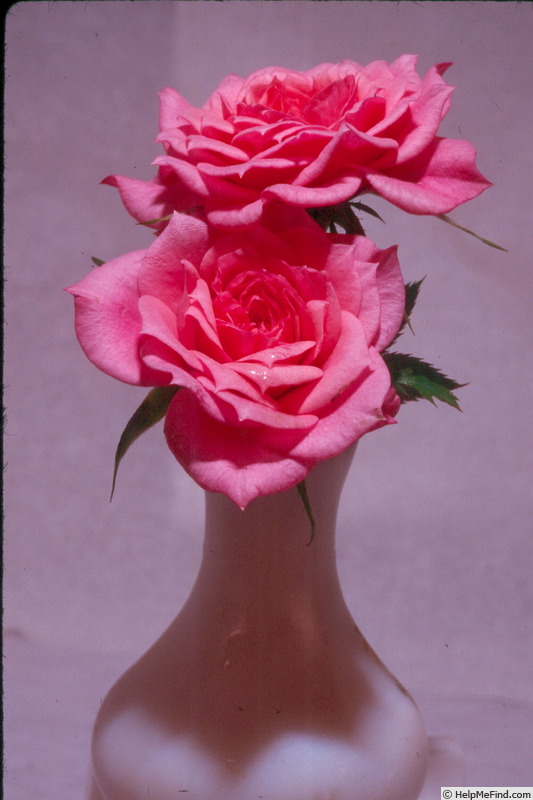 'Dainty Bouquet ™' rose photo