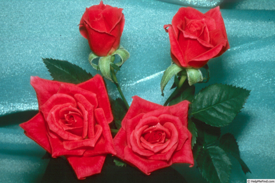 'Mountie ™' rose photo