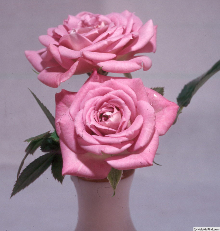 'Potluck ® Blue' rose photo