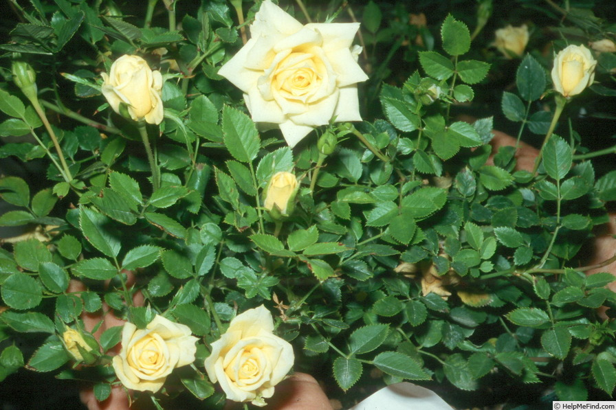 'Potluck ™ Cream' rose photo