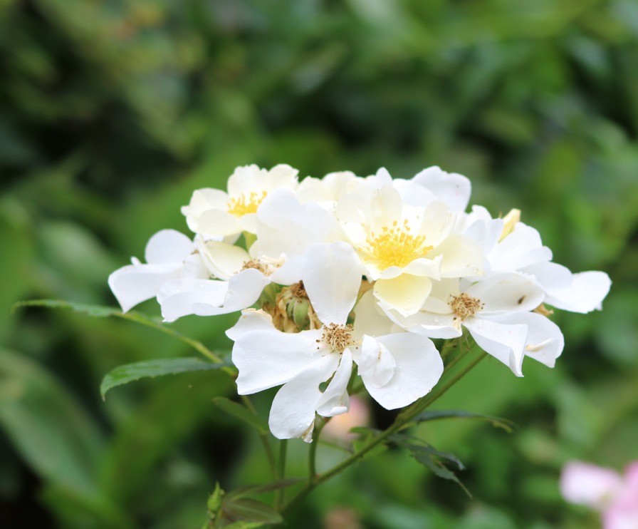 'Elisabeth Oberle' rose photo