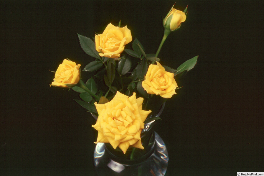 'Potluck ™ Gold' rose photo