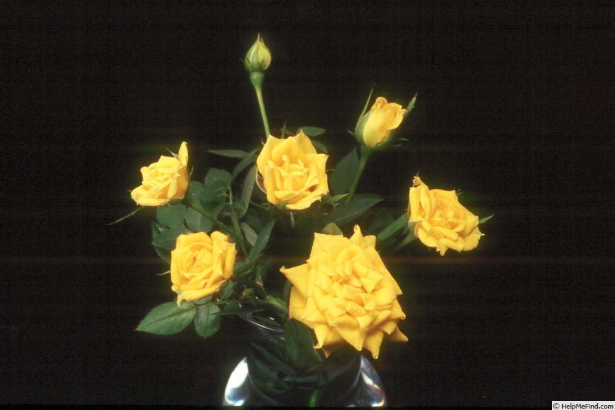 'Potluck ™ Gold' rose photo