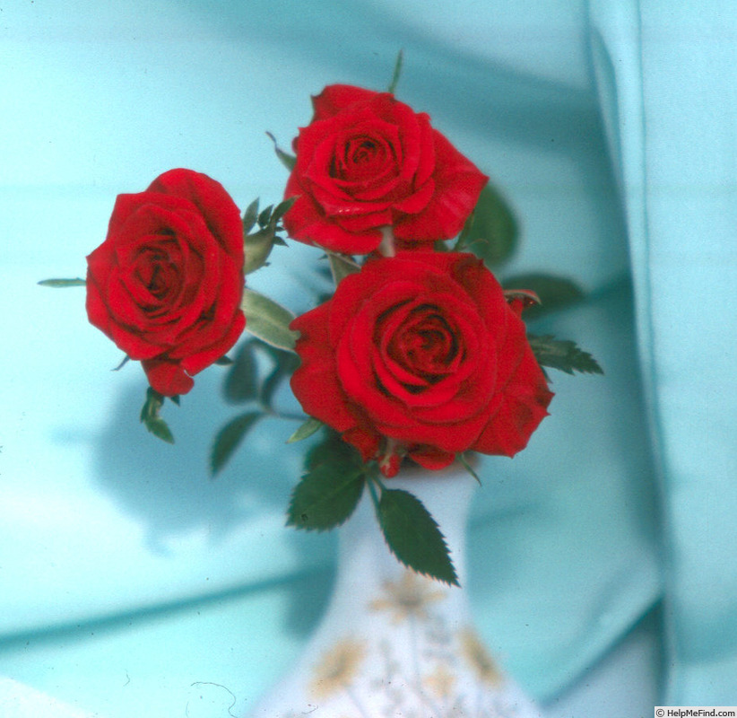'Potluck ™ Red' rose photo