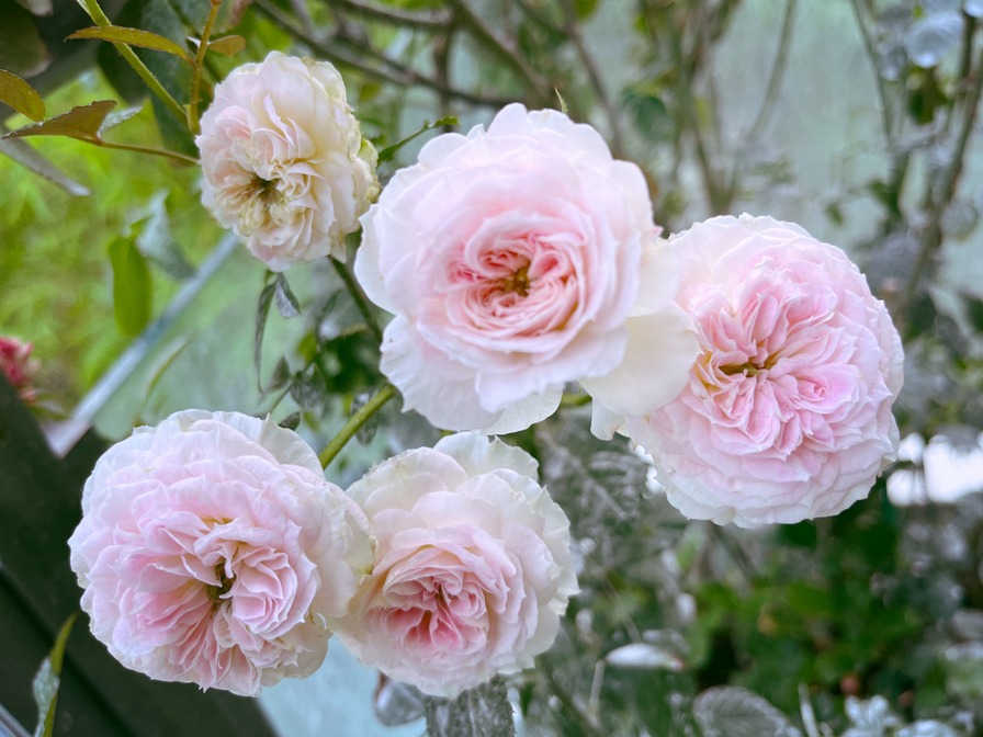 'Kirkē (shrub, Kimura, 2017)' rose photo