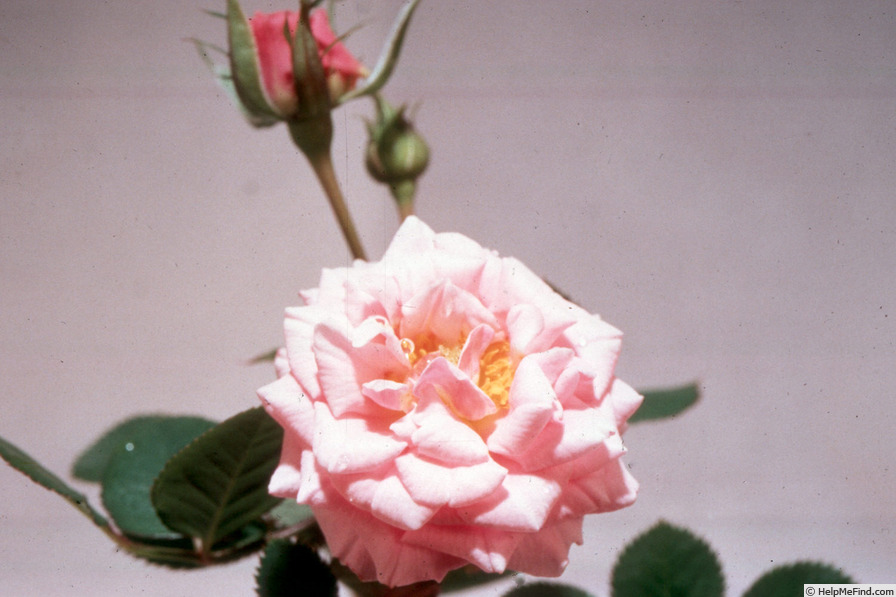 'Diana Festival' rose photo