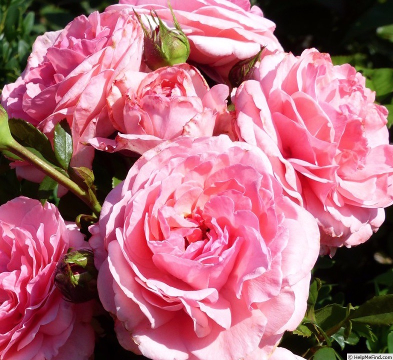 'Princesse Gabriella de Monaco ®' rose photo