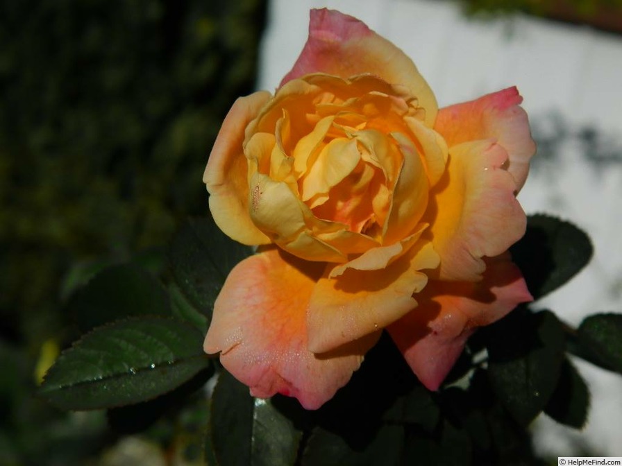 'SO17Hug#1' rose photo