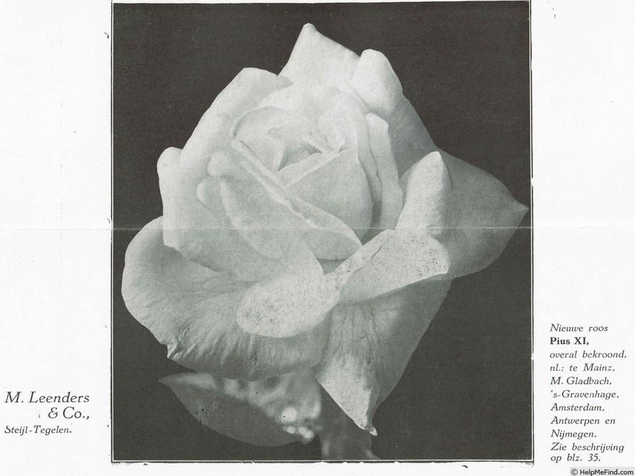 'Pius XI' rose photo