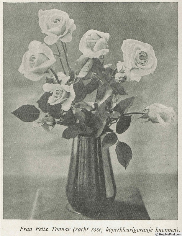 'Frau Felix Tonnar' rose photo