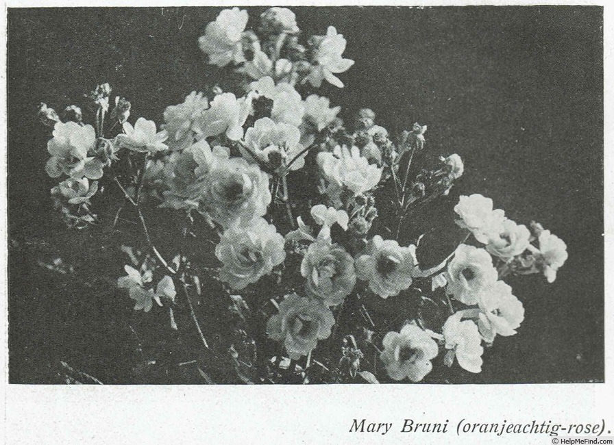 'Mary Bruni' rose photo