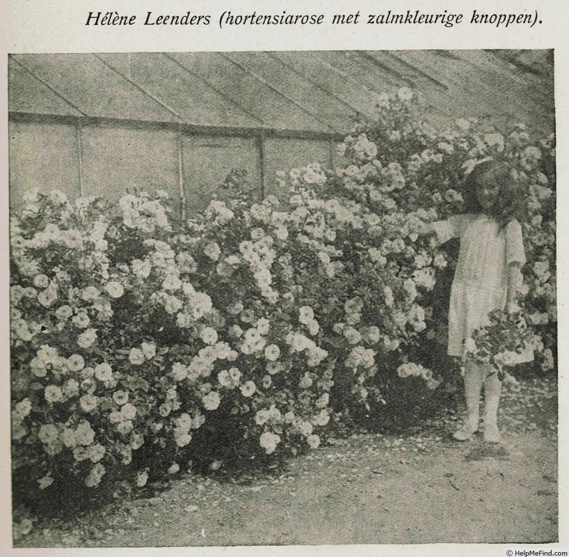 'Helene Leenders' rose photo