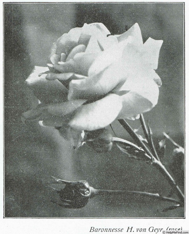 'Baronesse H. von Geyr' rose photo