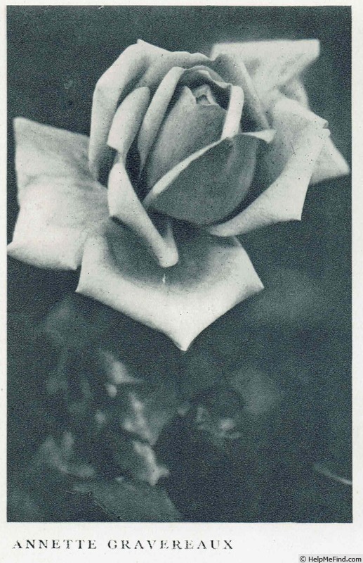 'Annette Gravereaux' rose photo