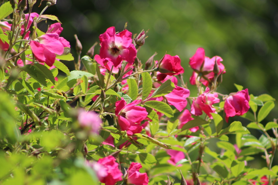 'Himmelsstürmer' rose photo