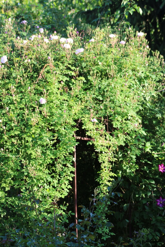'Venusta Pendula' rose photo
