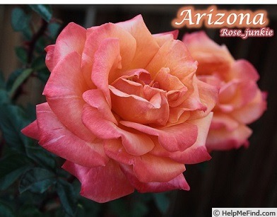 'Arizona (grandiflora, Swim & Weeks, 1973)' rose photo