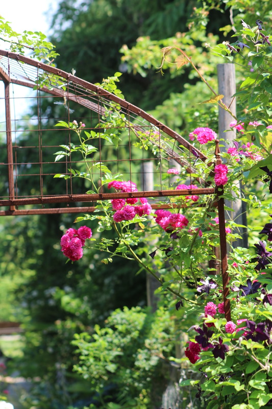 'Philadelphia Rambler' rose photo