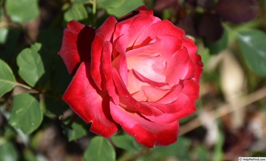 'Mon Cheri ™ (hybrid tea, Christensen 1981)' rose photo