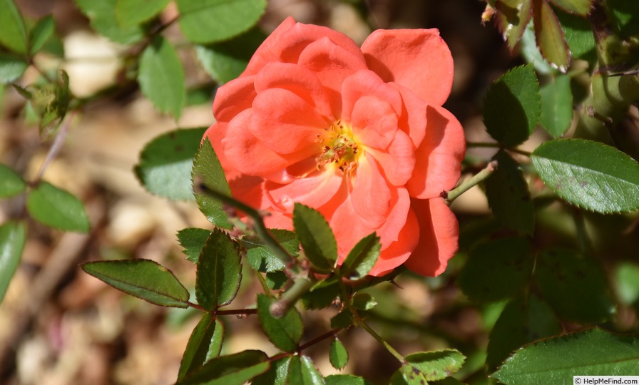 'Angela Rippon ®' rose photo