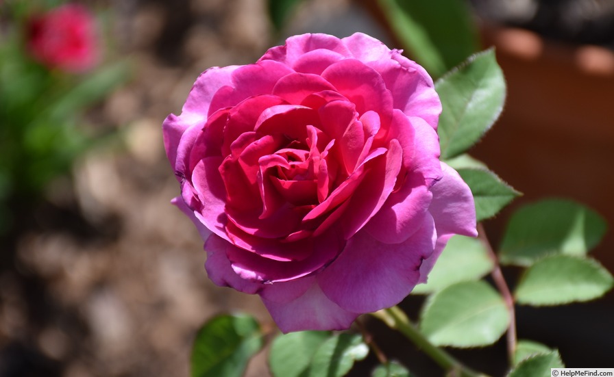 'Showpiece Berry' rose photo