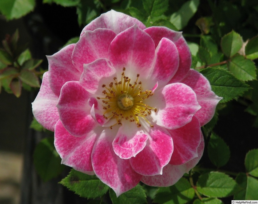 'Jewel Box' rose photo