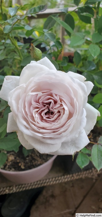 'Moonlight Scentsation ®' rose photo