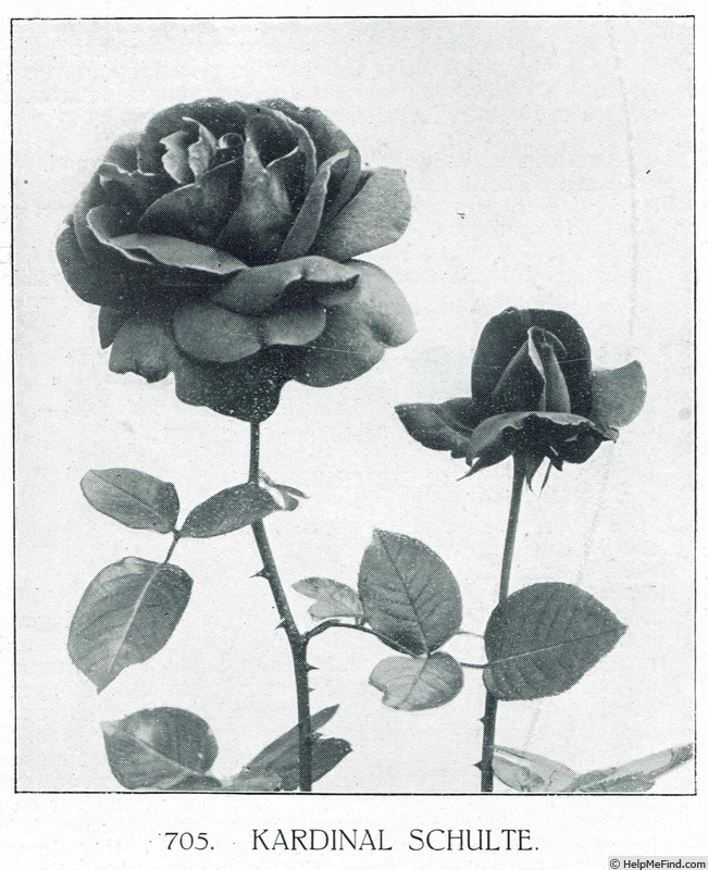 'Kardinal Schulte' rose photo
