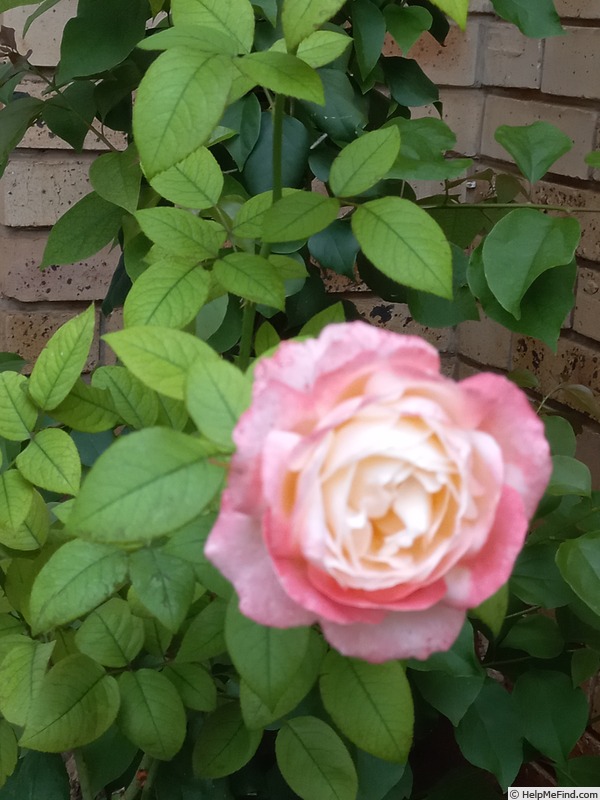 'Germanica-Africana' rose photo