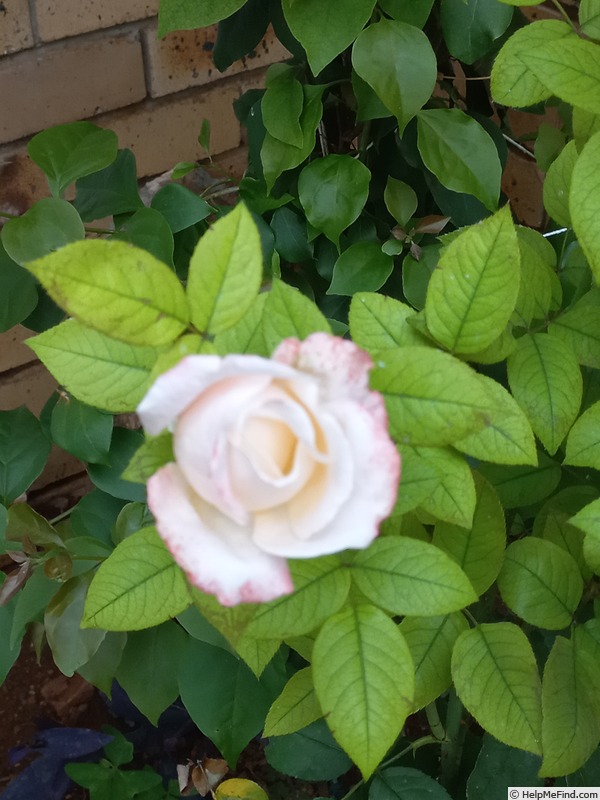 'Germanica-Africana' rose photo