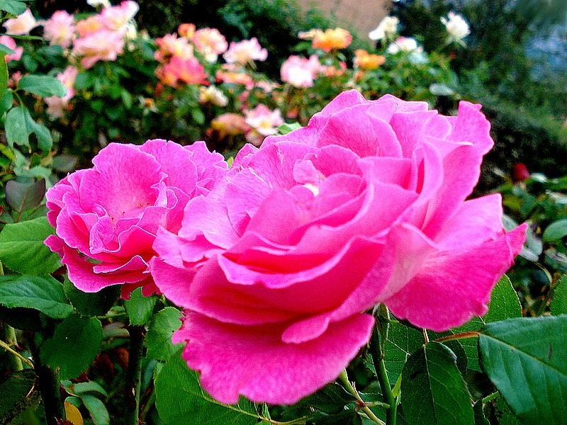 'Alterarosa ®' rose photo