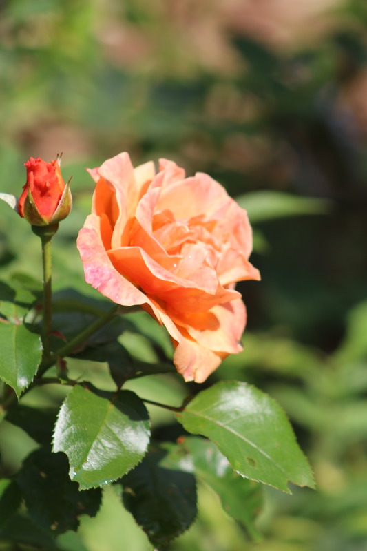'CHEwbronzeboy' rose photo