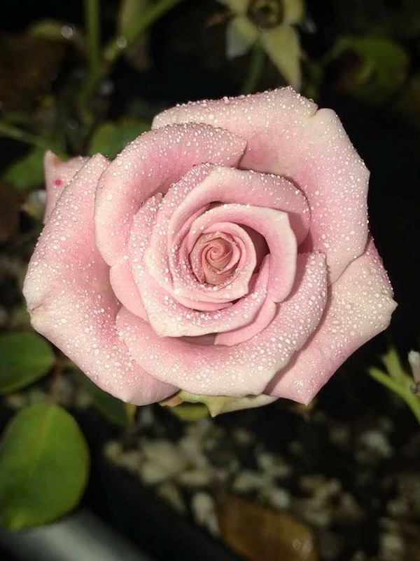 'Silverhill' rose photo