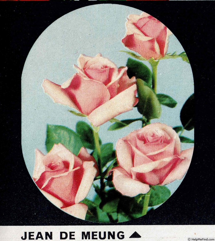 'Jean de Meung' rose photo