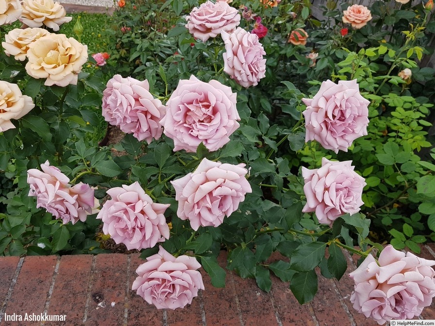 'Soul Sister (Floribunda, Bédard , 2010)' rose photo
