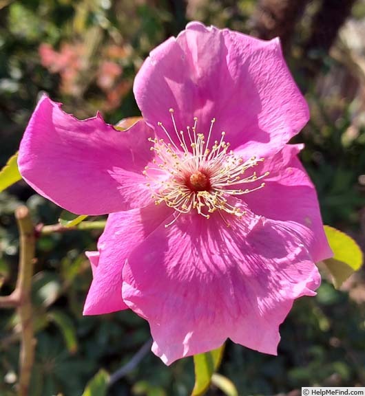 'Anemone (hybrid laevigata, Schmidt 1896)' rose photo
