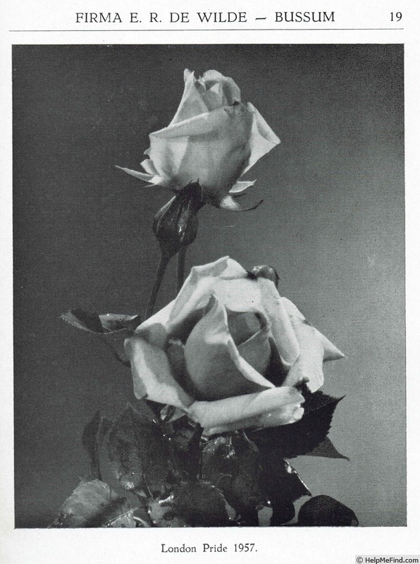 'London Pride (hybrid tea, Ratcliffe, 1954)' rose photo