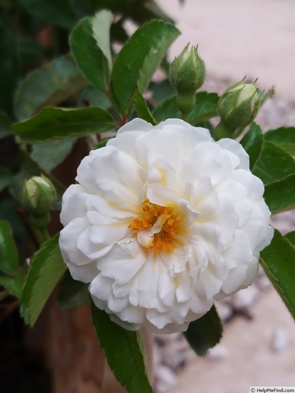 'Yvonne Rabier' rose, click to enlarge 'Yvonne Rabier' rose photo