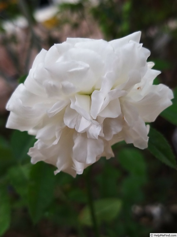 'Yvonne Rabier' rose, click to enlarge 'Yvonne Rabier' rose photo