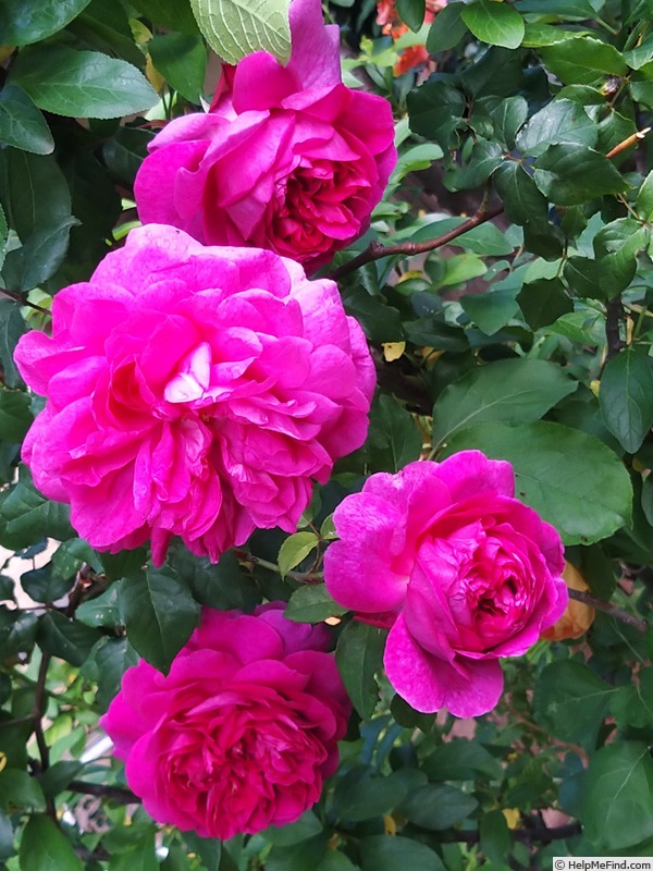 'Young Lycidas' rose photo