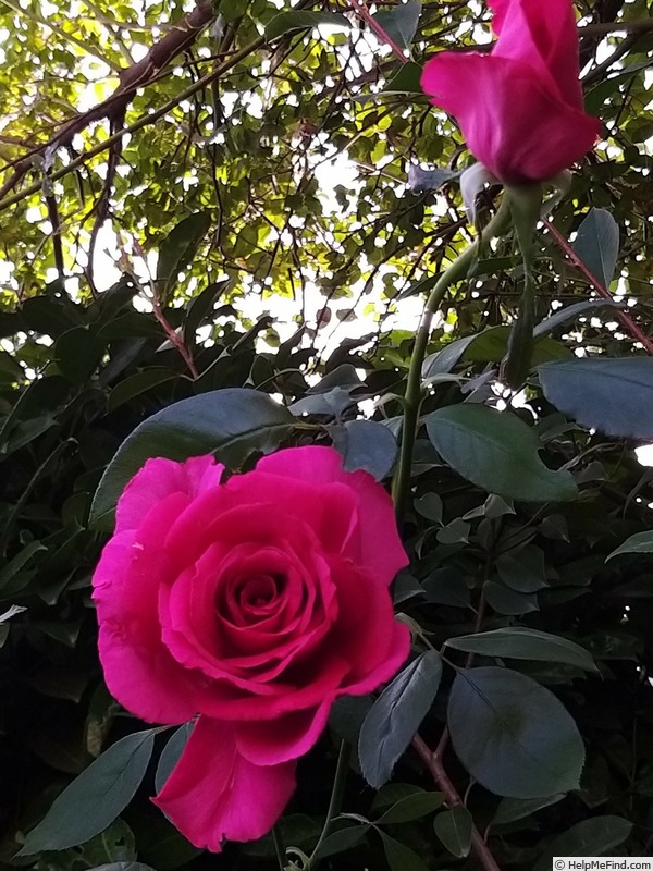 'XXL ®' rose photo