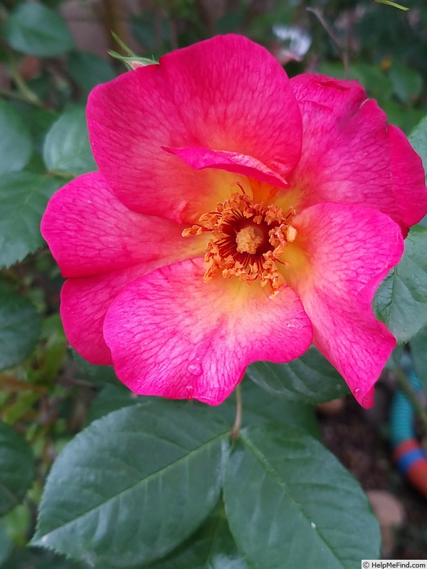 'Yann Arthus-Bertrand ®' rose photo