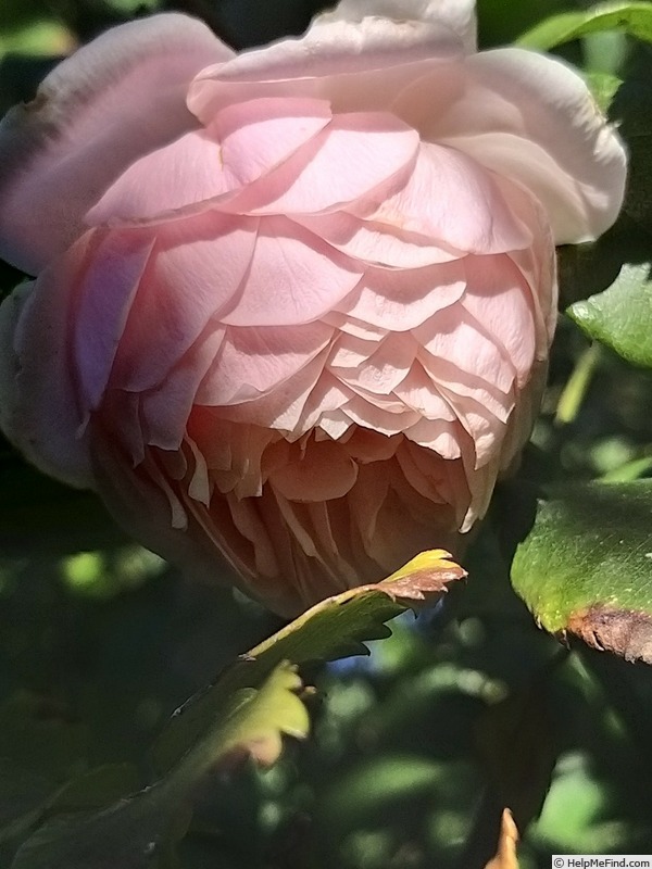 'William Morris' rose photo