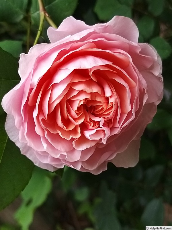 'William Morris' rose photo