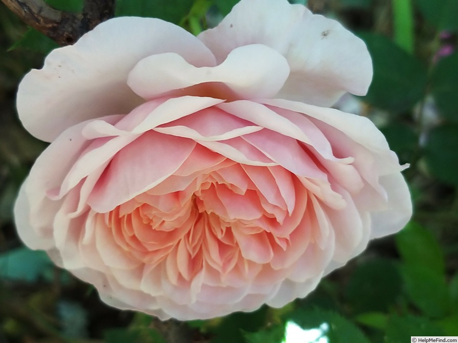 'William Morris' rose photo